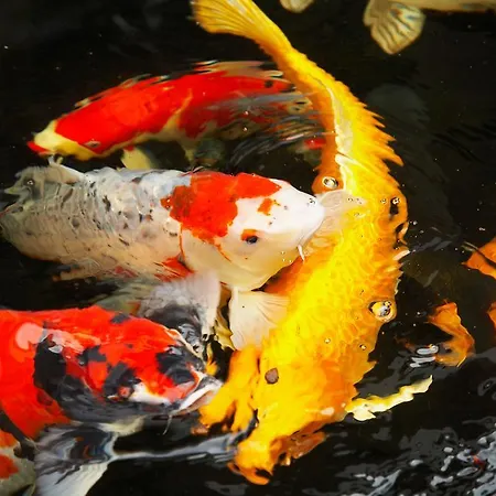 Hotel Seehotel Am Stausee 4 Sterne Superior