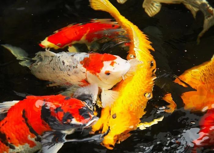 Otel Seehotel Am Stausee 4 Sterne Superior