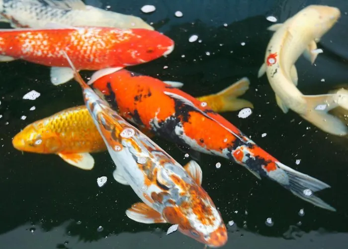 Seehotel Am Stausee 4 Sterne Superior